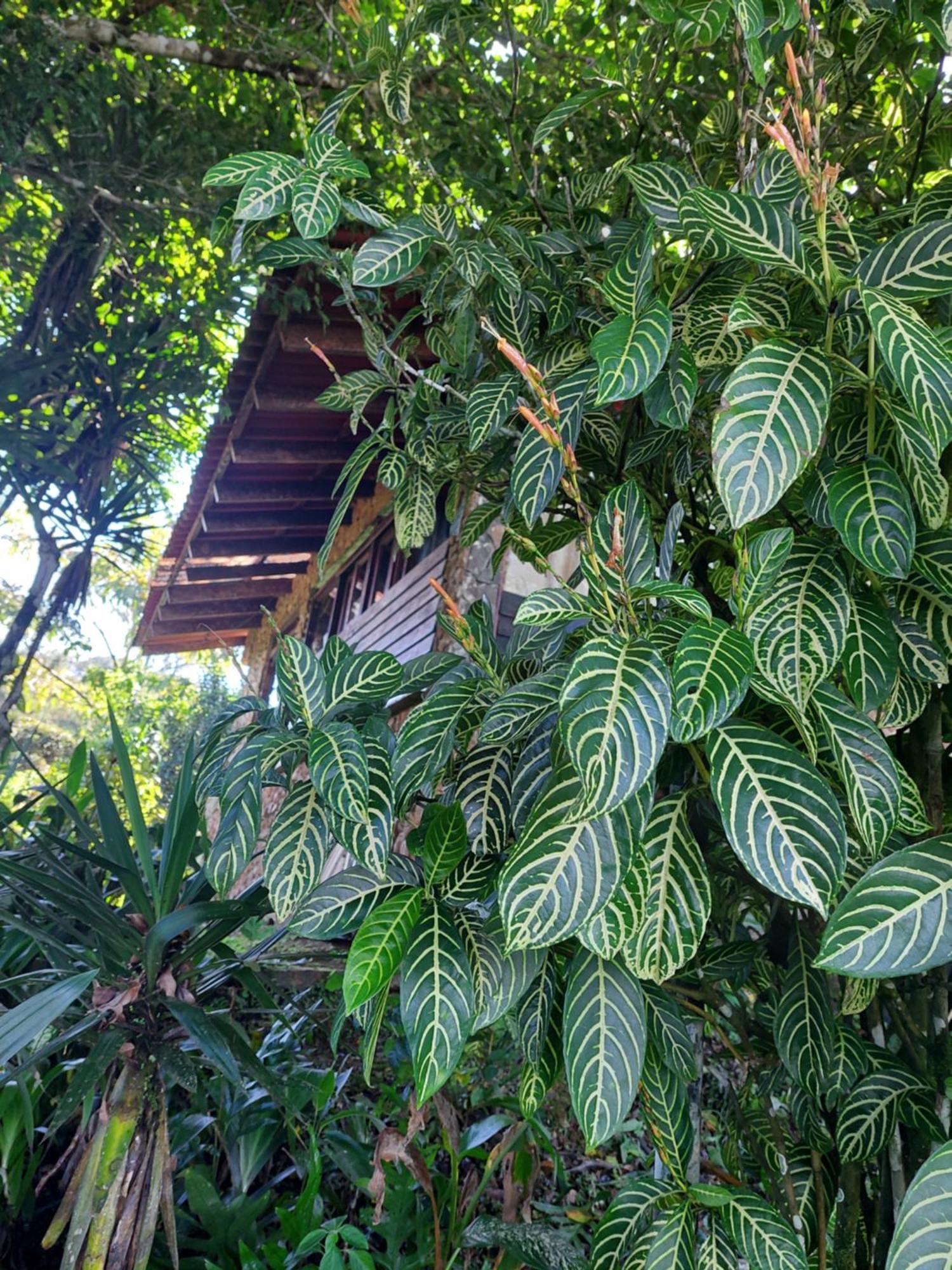 Mandalas Ecolodge Ecotourism Cerro Azul Exteriér fotografie
